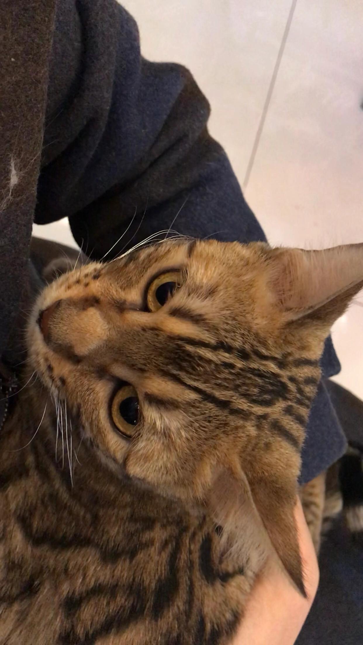 猫咪绝育到底该卡在几个月下手？