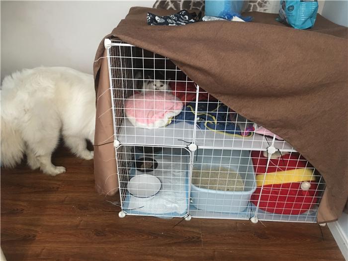 给猫咪喂鸡肉真的不会吃出问题吗？