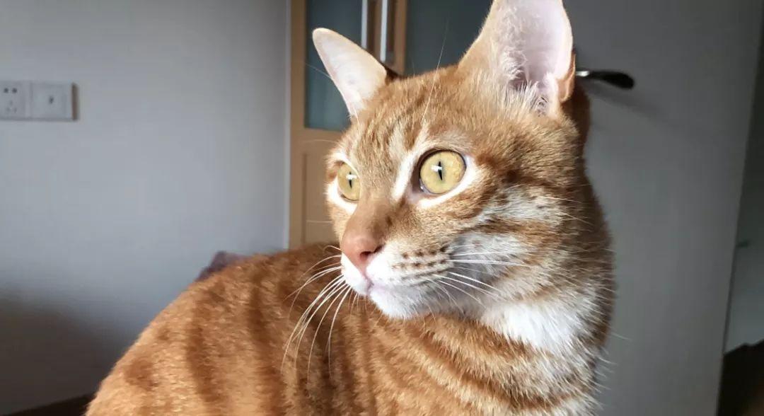 猫咪下巴的黑色渣子到底是啥毛病？