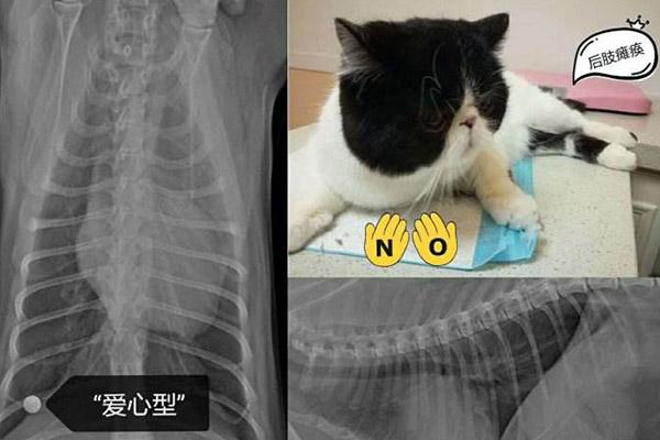 猫咪喘气像跑完马拉松？这正常吗？