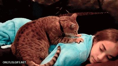 刚生完小猫的母猫能立刻洗澡吗？