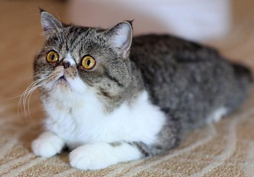 猫咪为什么总在你腿上打呼噜? 猫咪为什么总在你腿上打呼噜?