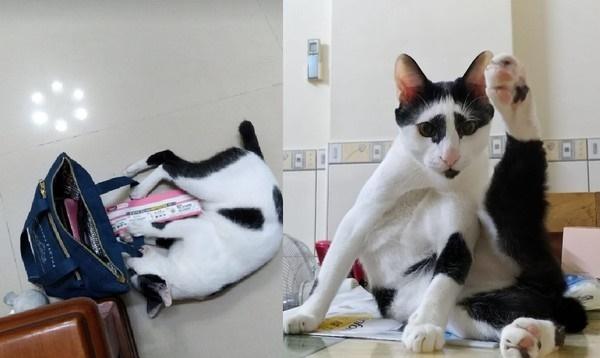 猫咪便便到底藏着多少健康密码？