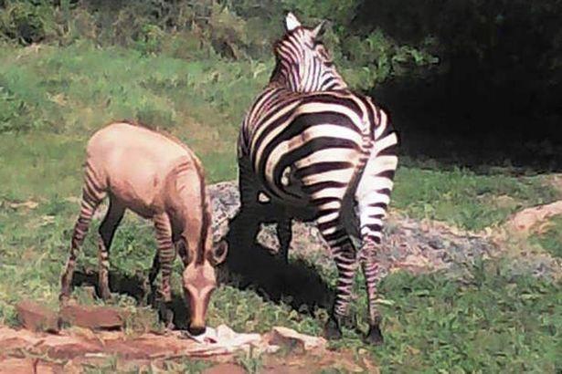 探索梦境，打开内心，月读带你走进弗洛伊德《梦的解析》