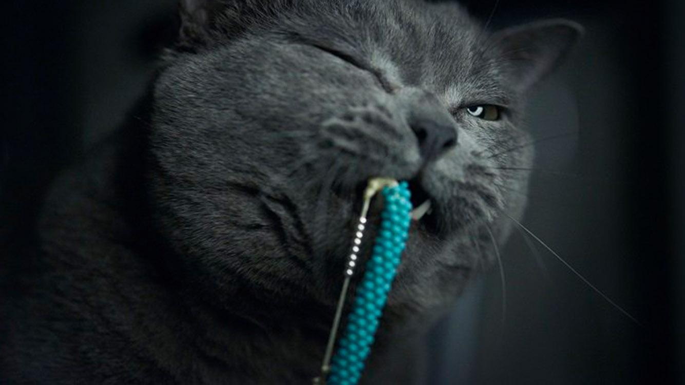 猫咪突然变成 口水怪 还不爱动？这到底咋回事？