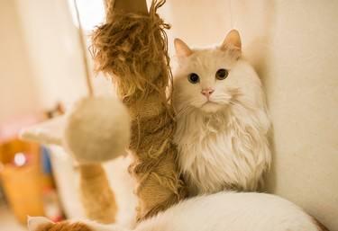 猫咪眼睛流血会死吗？