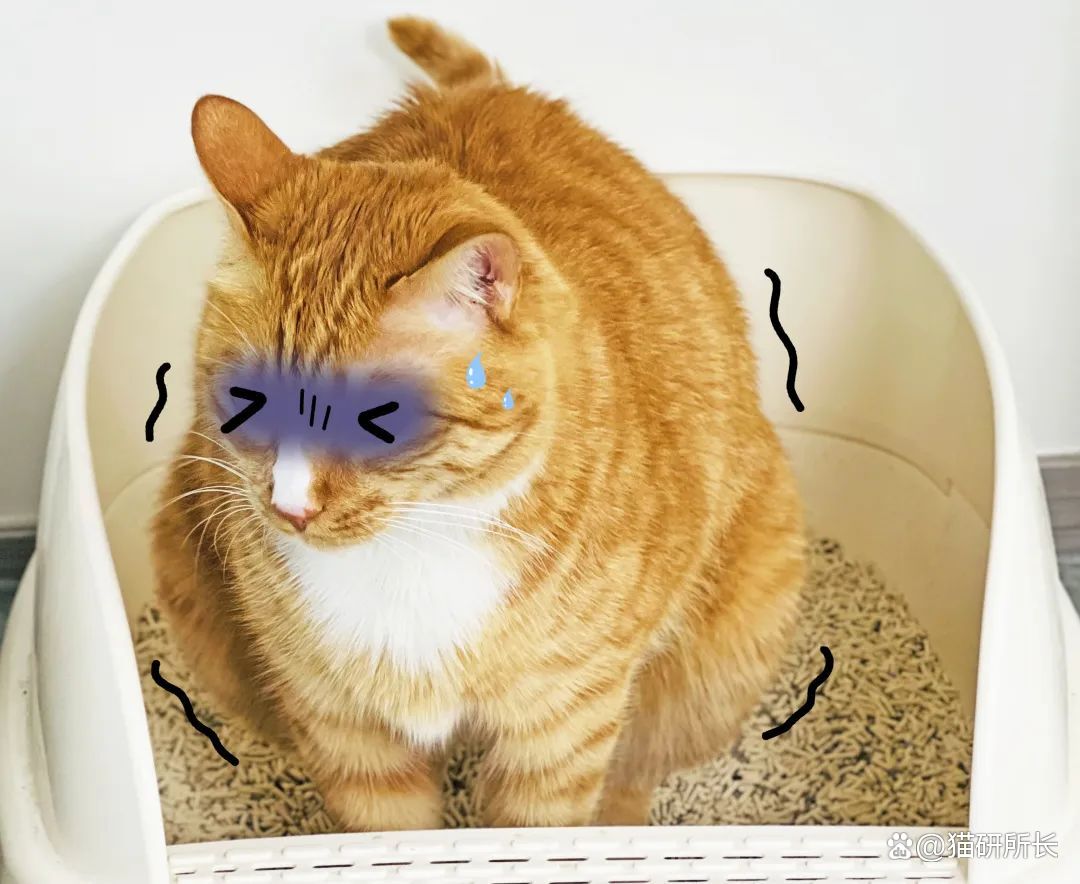 猫咪窜稀三天了还能活吗？