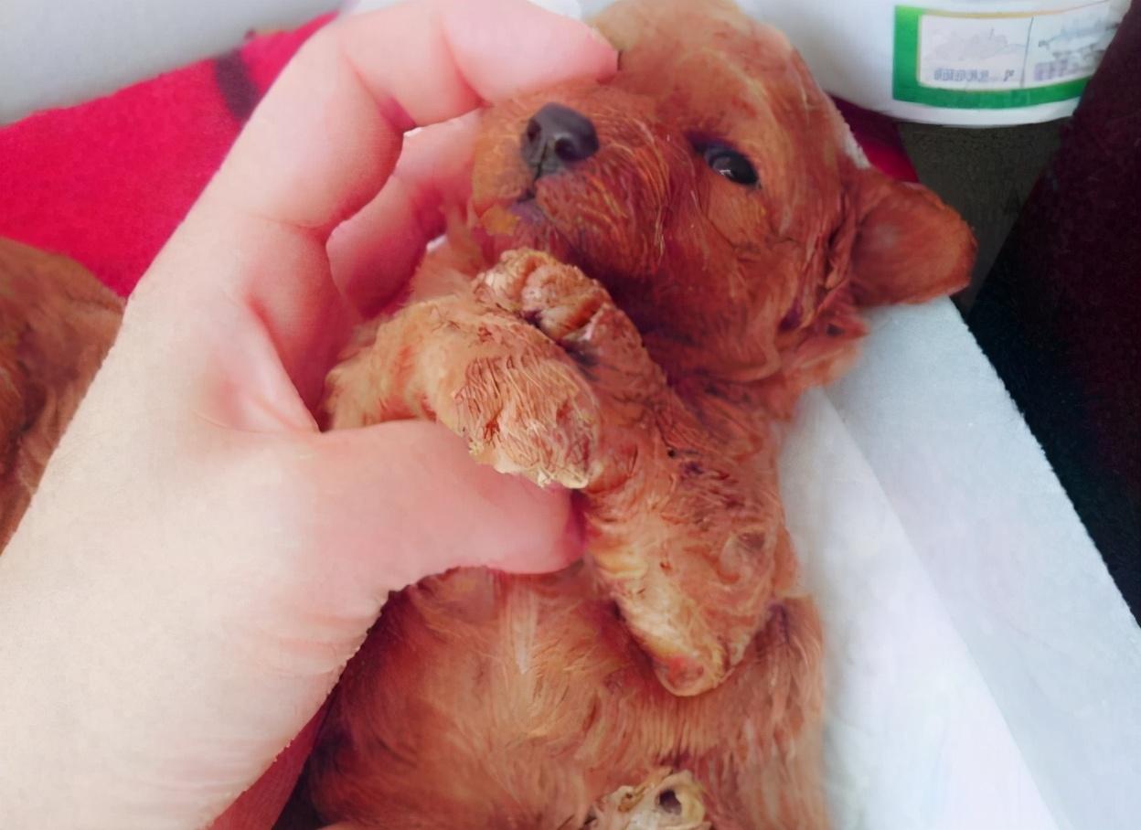 新手铲屎官如何快速上手猫咪社会官网？