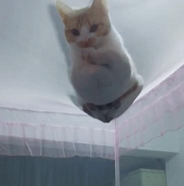 猫咪三个月驱一次虫真的够了吗？