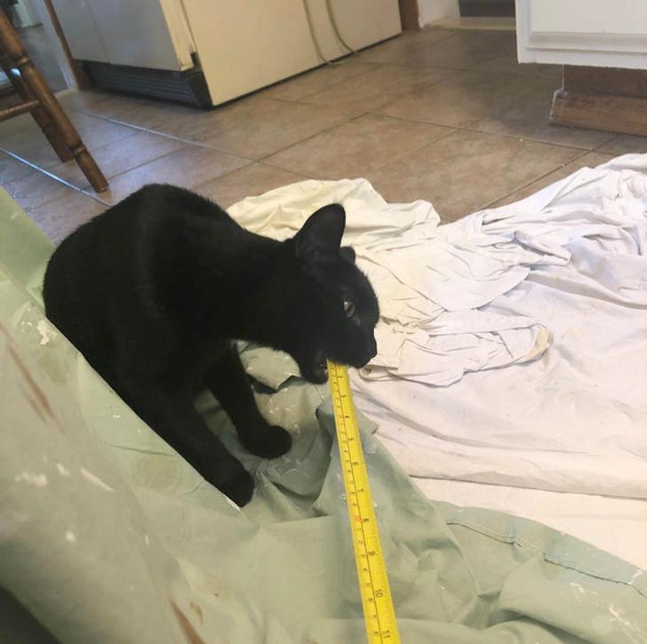 猫咪得了口炎必须拔牙吗？