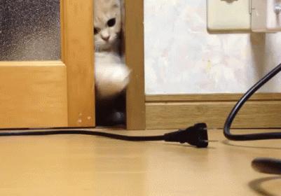 新手如何避开雷区玩转猫咪在线永久网站？