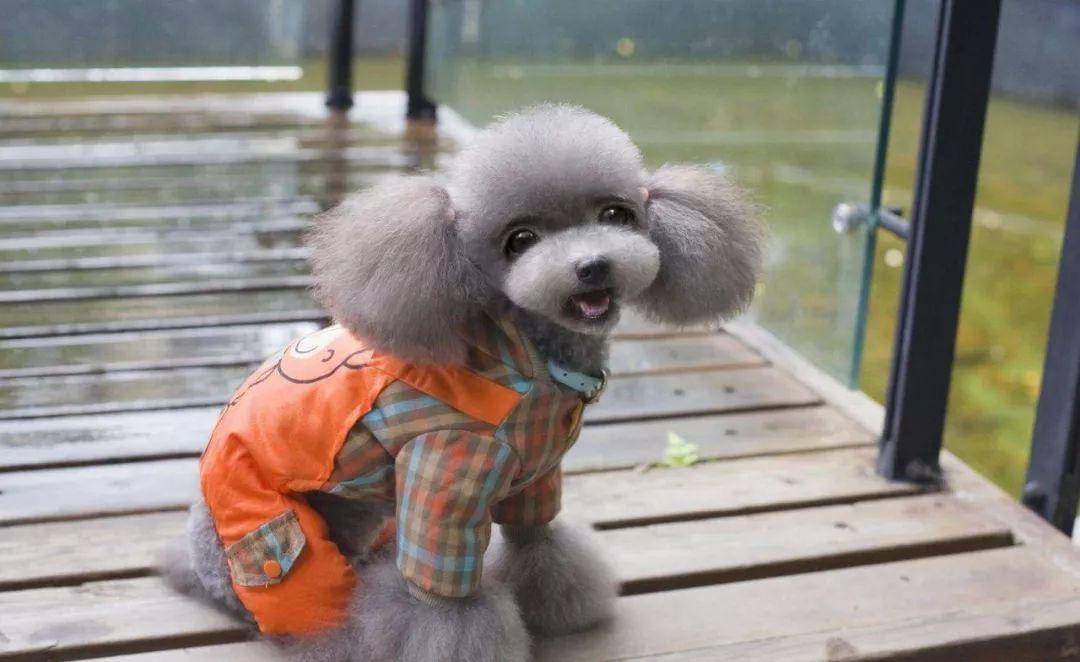 猫咪眼屎突然变多？新手铲屎官该怎么办？