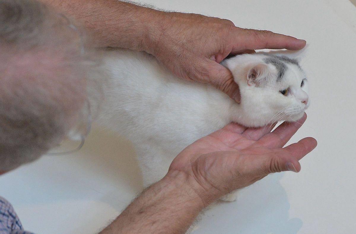 猫咪下巴发黑是中毒了吗? 猫咪下巴发黑是中毒了吗?