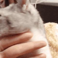 为什么你家猫主子总摆臭脸? 为什么你家猫主子总摆臭脸?