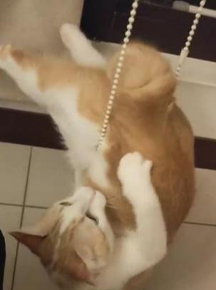 你家猫肚子一鼓一鼓是在练瑜伽吗? 你家猫肚子一鼓一鼓是在练瑜伽吗?