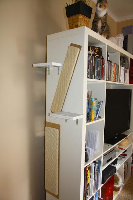 主子换粮就窜稀？新手如何保住沙发和地毯？