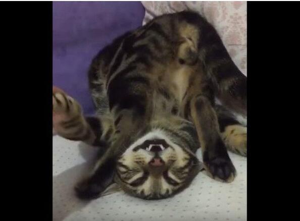 猫咪的睡姿真的能暴露小心思吗? 猫咪的睡姿真的能暴露小心思吗?