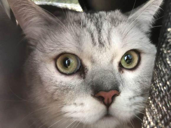 猫咪疯狂哈气不让剪指甲怎么办？