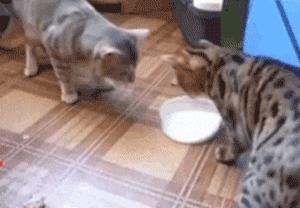 给猫咪喂牛奶真的会害死它吗？