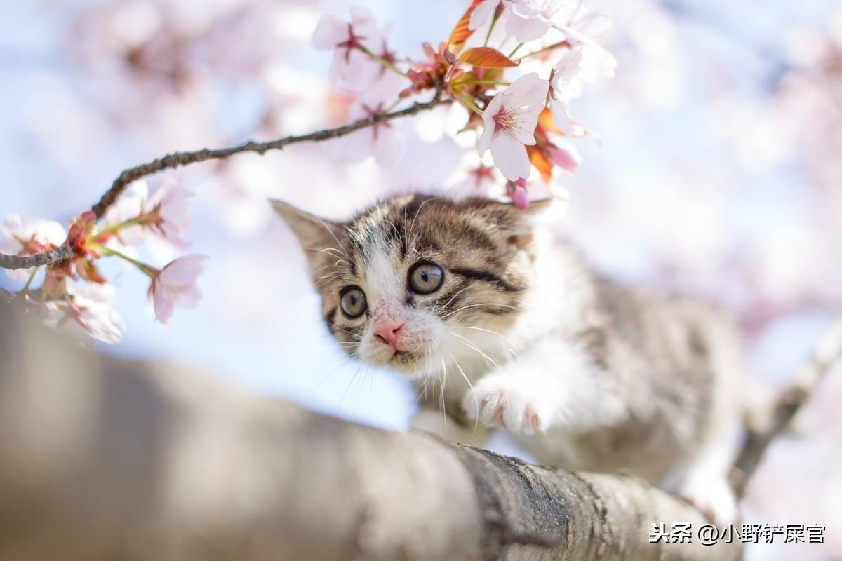 猫咪身上有跳蚤怎么办？新手铲屎官必看攻略