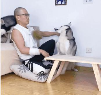 猫主子偷吃榴莲会不会原地爆炸？