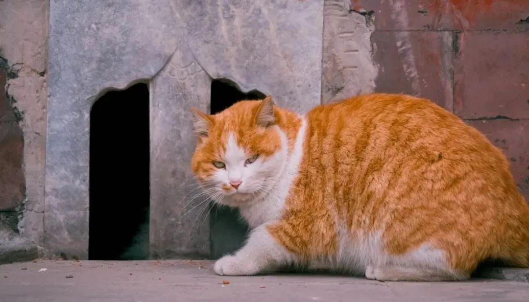 猫咪吃猪肝真的会中毒吗？