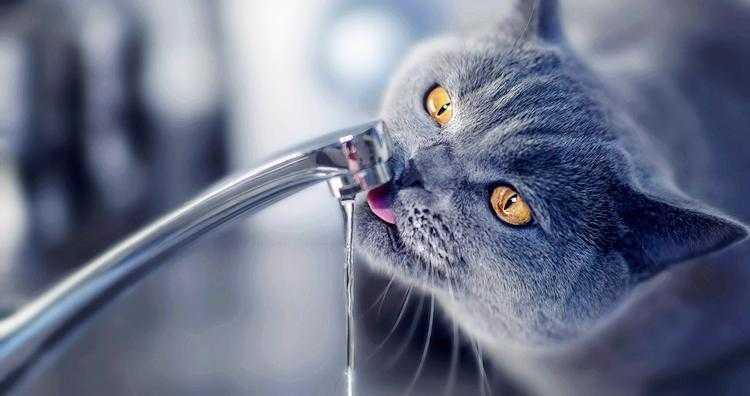 猫咪真的尝不出甜味吗? 猫咪真的尝不出甜味吗?