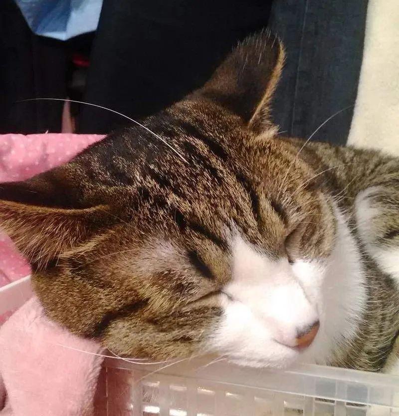 猫咪胡须断了还能长出来吗?新手必看的救命指南! 猫咪胡须断了还能长出来吗?新手必看的救命指南!