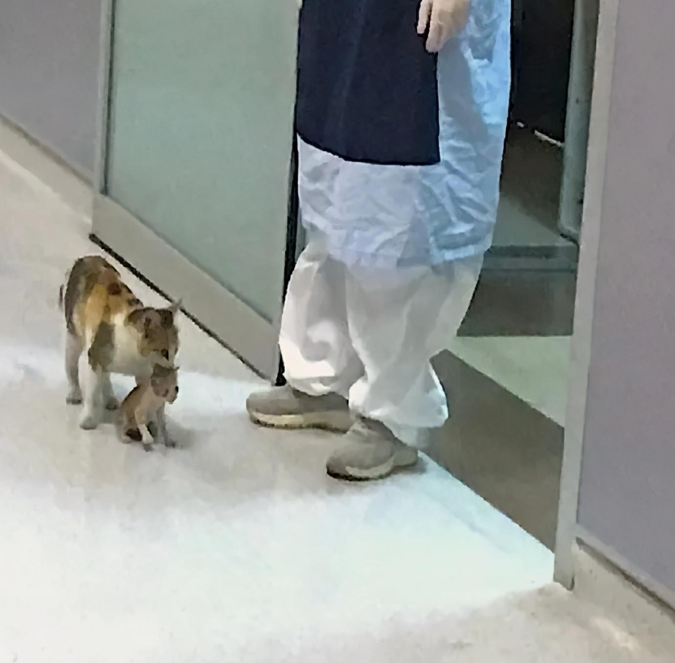 为什么猫咪段子App能让人刷到停不下来？