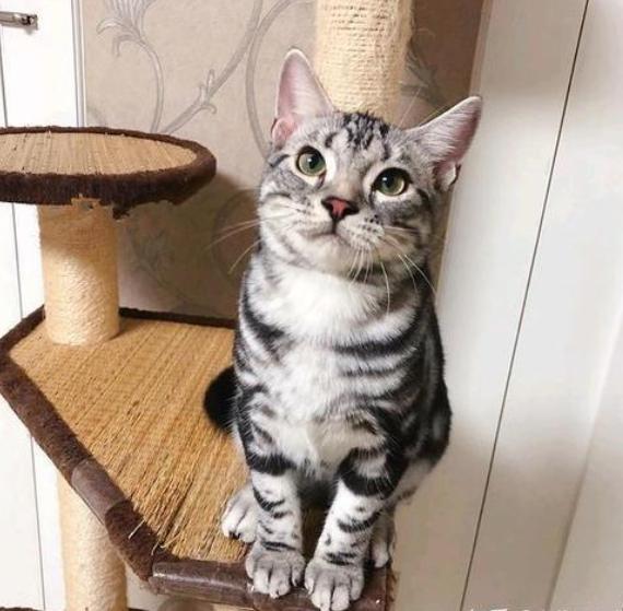 猫咪真的需要刷牙吗？多久刷一次才对？