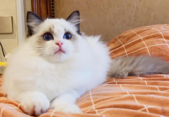 给猫咪按摩真的能增进感情吗？