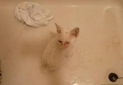 猫咪嘴巴发炎怎么办?这些救命药你可能不知道 猫咪嘴巴发炎怎么办?这些救命药你可能不知道