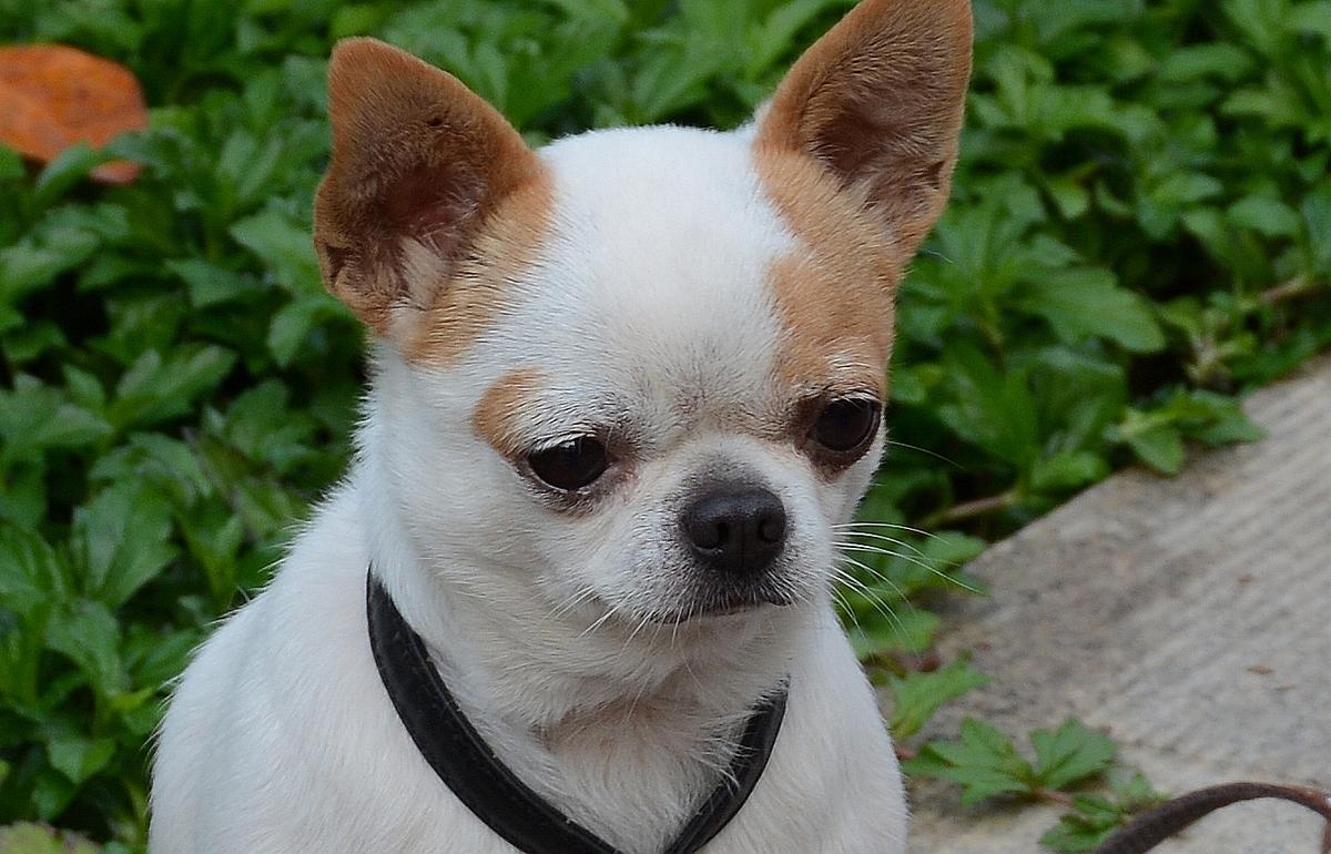 铲屎官必看:你家猫主子驱虫药到底滴对位置了吗? 铲屎官必看:你家猫主子驱虫药到底滴对位置了吗?