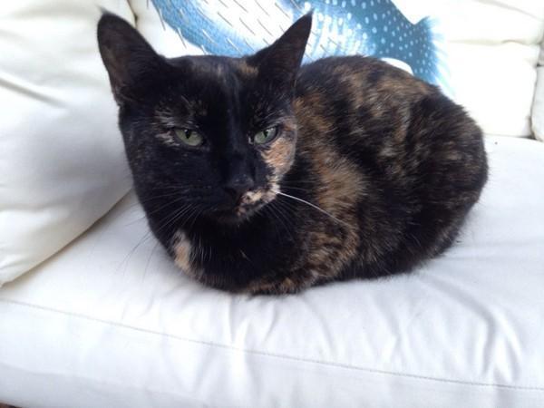 猫咪发烧真的会烧到40度吗？