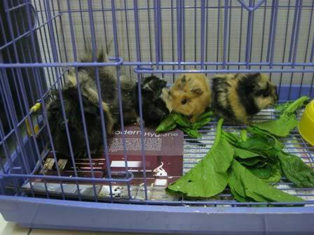 你家主子是不是在偷偷发抖？