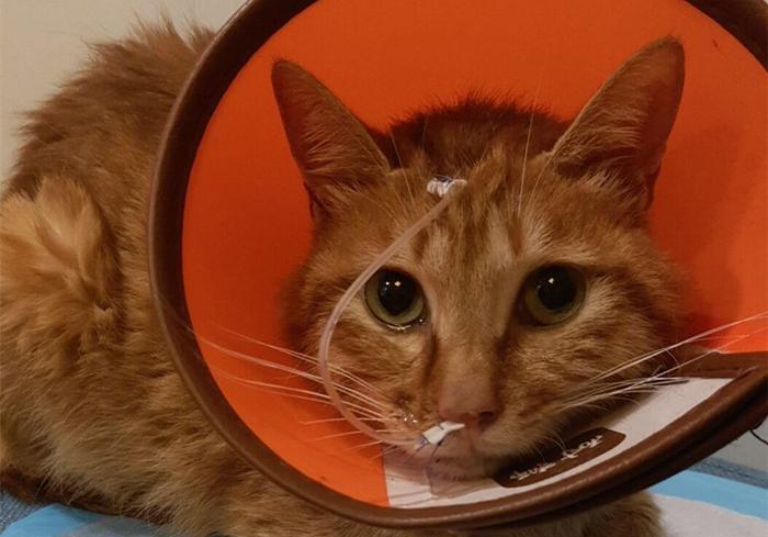 猫咪白细胞偏低，铲屎官该怎么办？