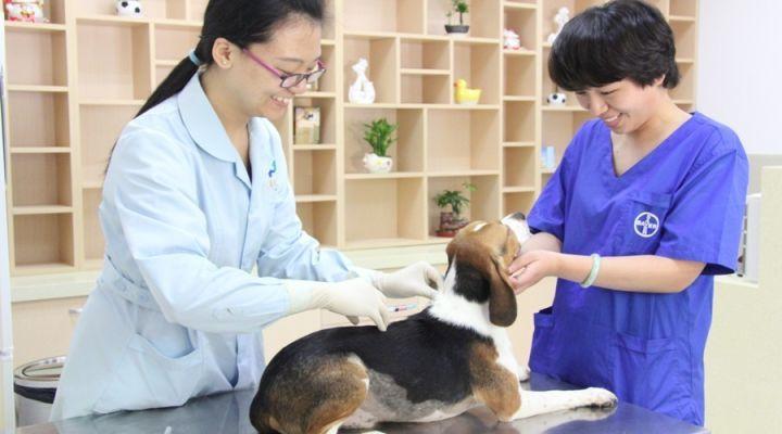 新手养猫必看：疫苗到底该怎么打才不踩坑？