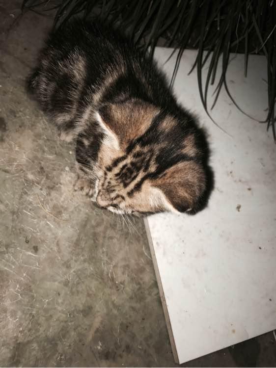 你家猫转圈圈真的是在卖萌吗？