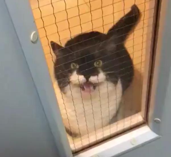 为什么全网都在刷猫咪鞠躬表情包？