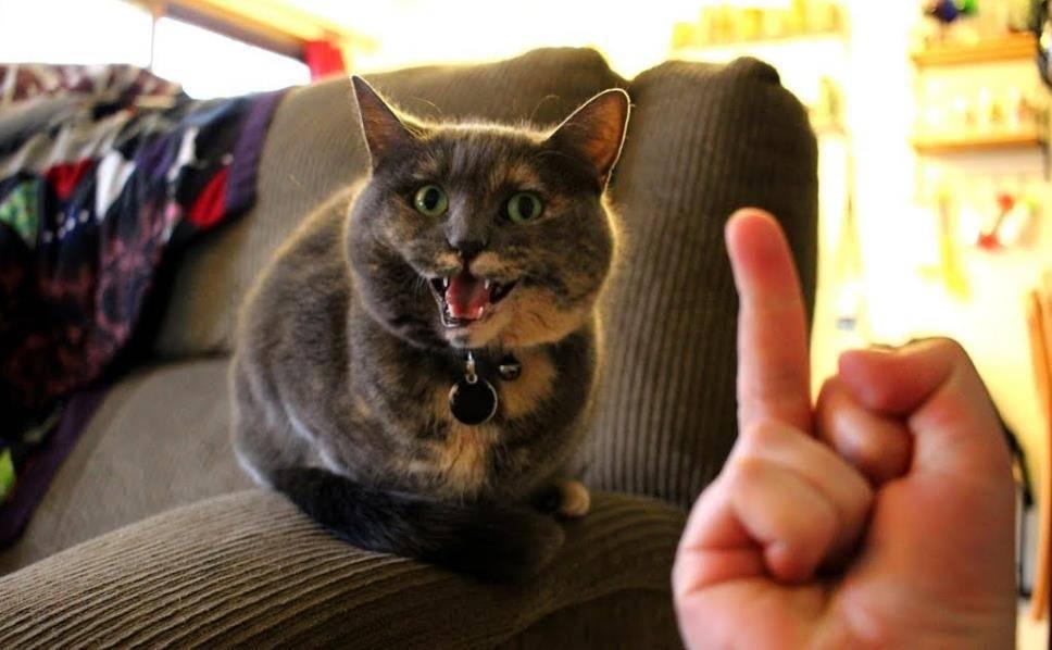 为什么你的猫总在和你唱反调？
