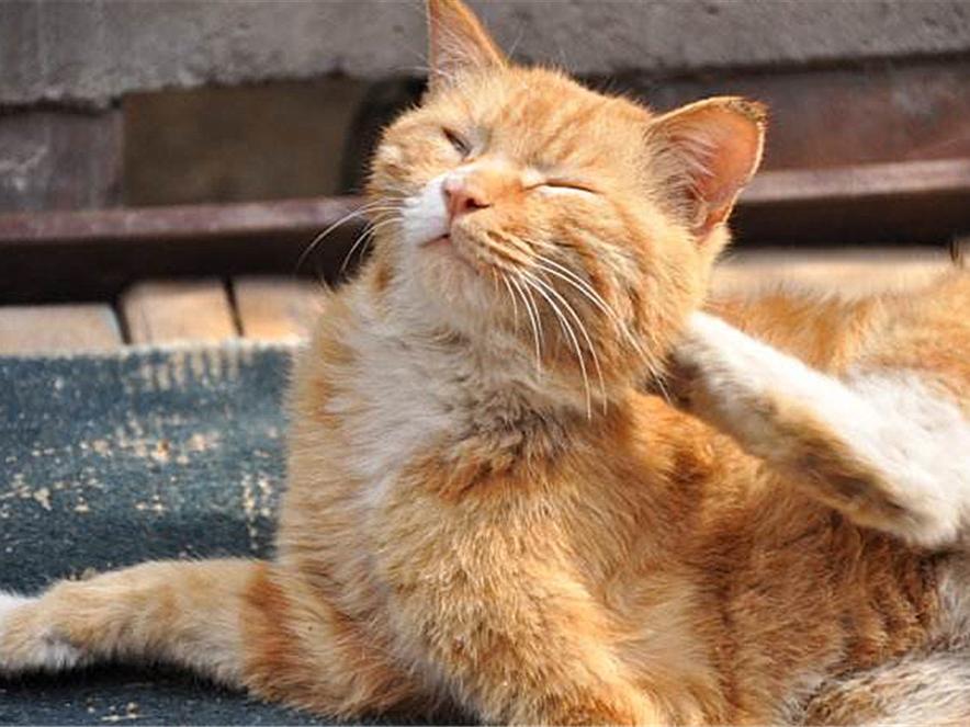 猫咪多大必须做体内驱虫？