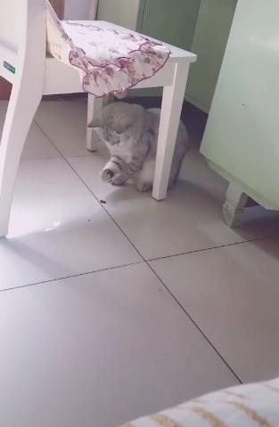 猫咪偷吃瓜子会中毒吗? 猫咪偷吃瓜子会中毒吗?