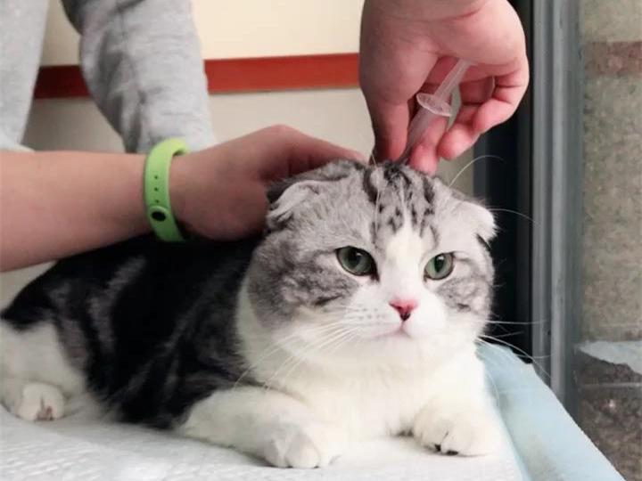 比拉斯科新手如何快速上手? 比拉斯科新手如何快速上手?