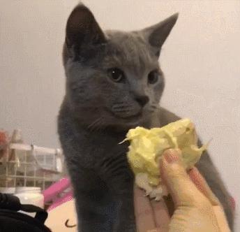 给猫喂菠菜会不会吃出问题？