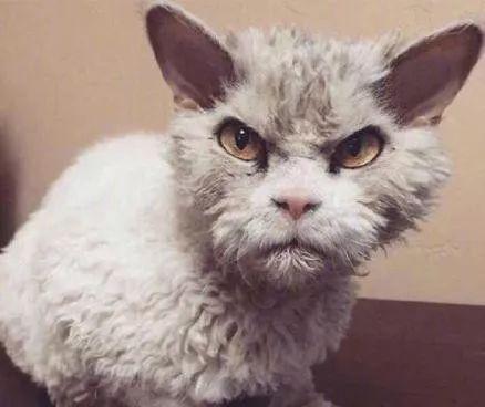 为啥每次刷到猫咪视频就走不动道？