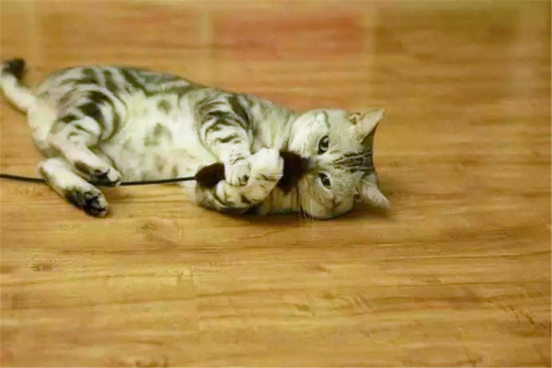 为什么你的手机总在半夜自动打开养猫游戏？