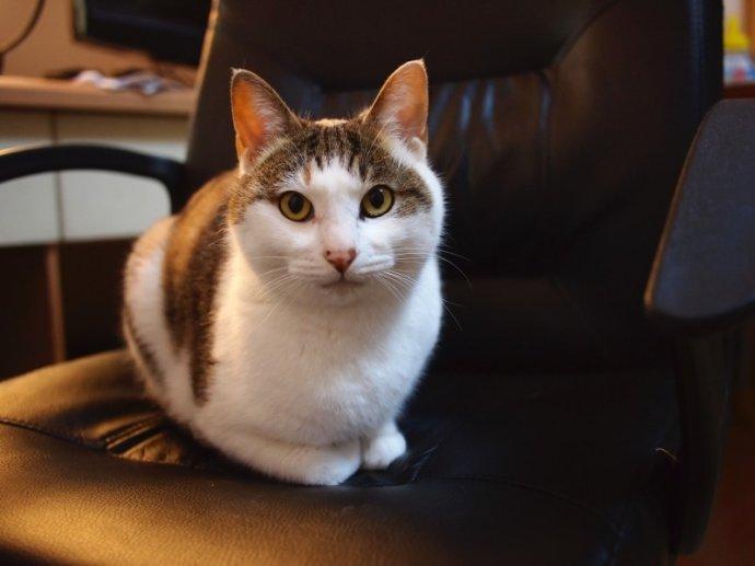 为什么你家猫主子一亲就跑？