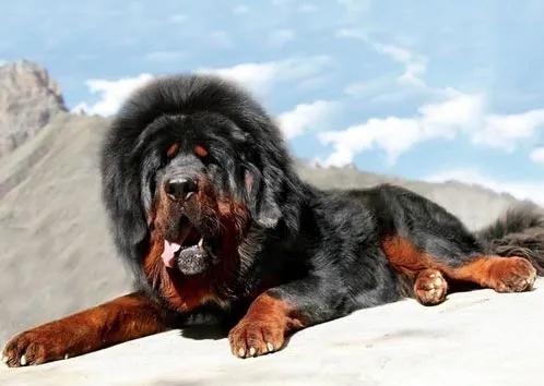 方向盘锁有用吗?实测数据告诉你省下万元维修费的真相 方向盘锁有用吗?实测数据告诉你省下万元维修费的真相