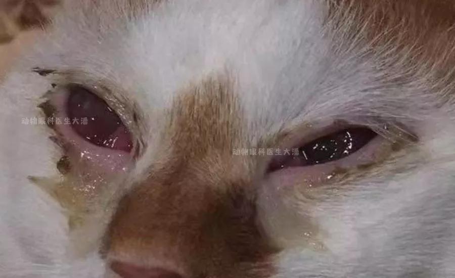 猫咪突然不吃东西是因为嘴唇溃疡吗？