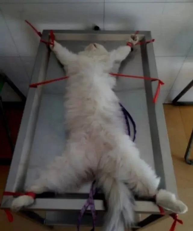 猫咪绝育到底该卡在几个月下手？